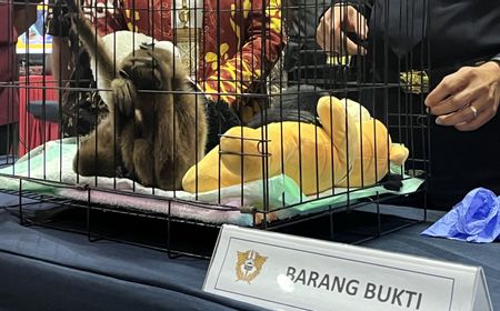 Turis Mesir Selundupkan Tiga Ekor Siamang, Terancam Denda Rp5 Miliar