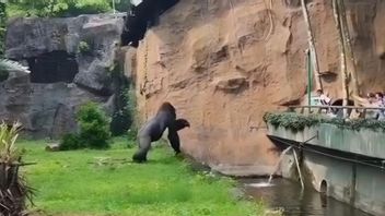 Insiden Gorila Ragunan Lempar Kayu, Merasa Terganggu Pengunjung