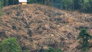 Polres Soppeng Tetapkan Anggota DPRD sebagai Tersangka Pembalakan dan Perusakan Hutan Lindung
