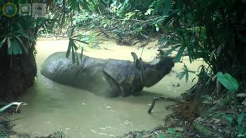 Rhinocéros Nommé Musofa Pris Sur La Caméra Se Vautrer Dans Ujung Kulon National Park