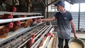 Kemendag Bakal Libatkan BUMN Impor Bibit Ayam Petelur