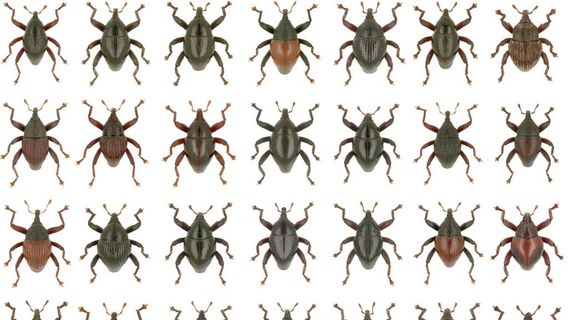 BRINの研究者は、グンダラ、ウニル、スターウォーズのキャラクターにちなんで名付けられた28の新しいカブトムシを発見します