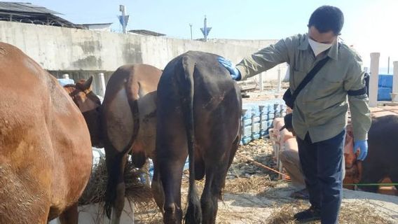 37 médecins préparés pour surveiller la santé des animaux de victimes dans les Mille-Îles