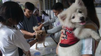 Cegah Rabies, Kepri Larang Memasukkan Anjing dan Kucing dari Provinsi Lain