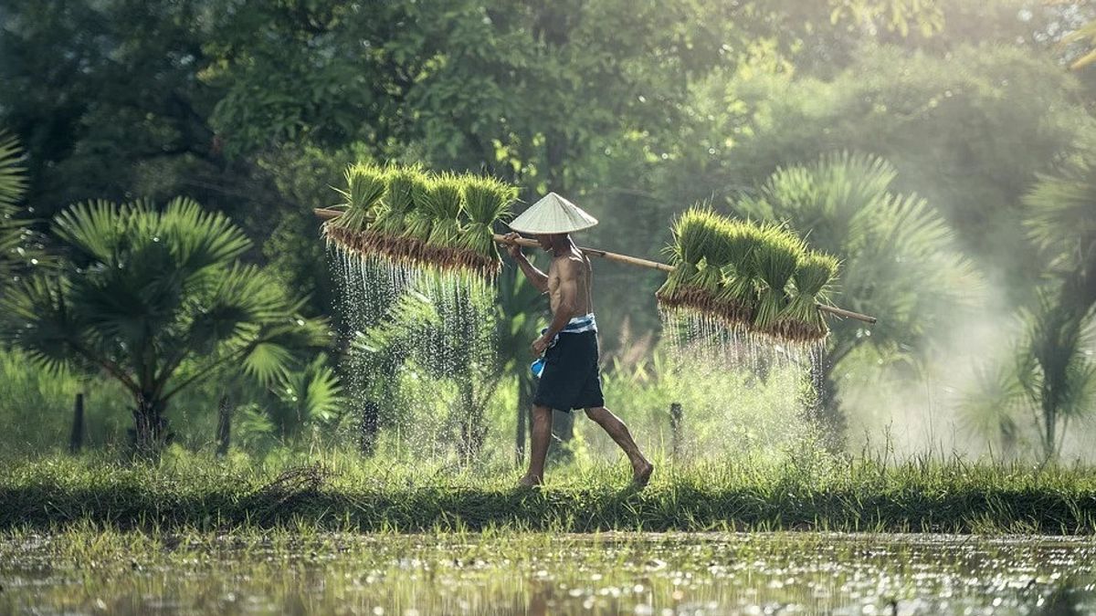 Akses Pangan dan Peran Penting Petani di Tengah Pandemi COVID-19