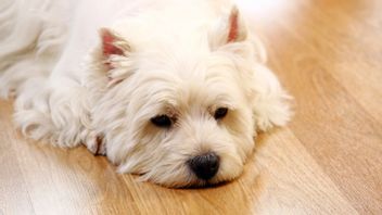 كن حذرا من التهاب المعدة في الكلاب ، تعرف على الأعراض والأسباب