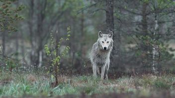 Arrestation : Un loup tué six enfants dans l'Uttar Pradesh, en Inde