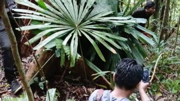 PT Aksa员工在Berau Forest Road失踪，SAR发现受害者营地的痕迹