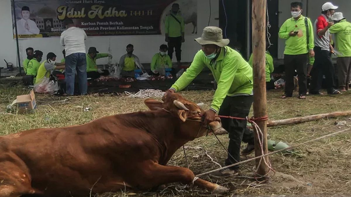 63 Ribu Hewan Kurban Masuk Jakarta Penuhi Kebutuhan Iduladha 1445 H