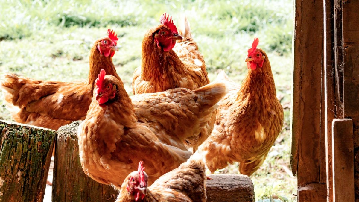 Belasan Turis di Bali Bikin Petisi Komplain Suara Ayam Berkokok yang Dianggap Berisik