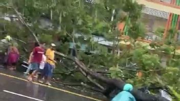 アンボンの大雨、4人の住民が倒木