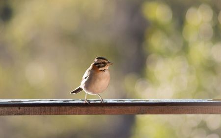 Burung Gereja Masuk Rumah, Waspada Tanda Ini