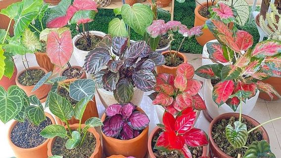 How Often Is It Needed To Change The Soil Of Ornamental Plants In Pots?