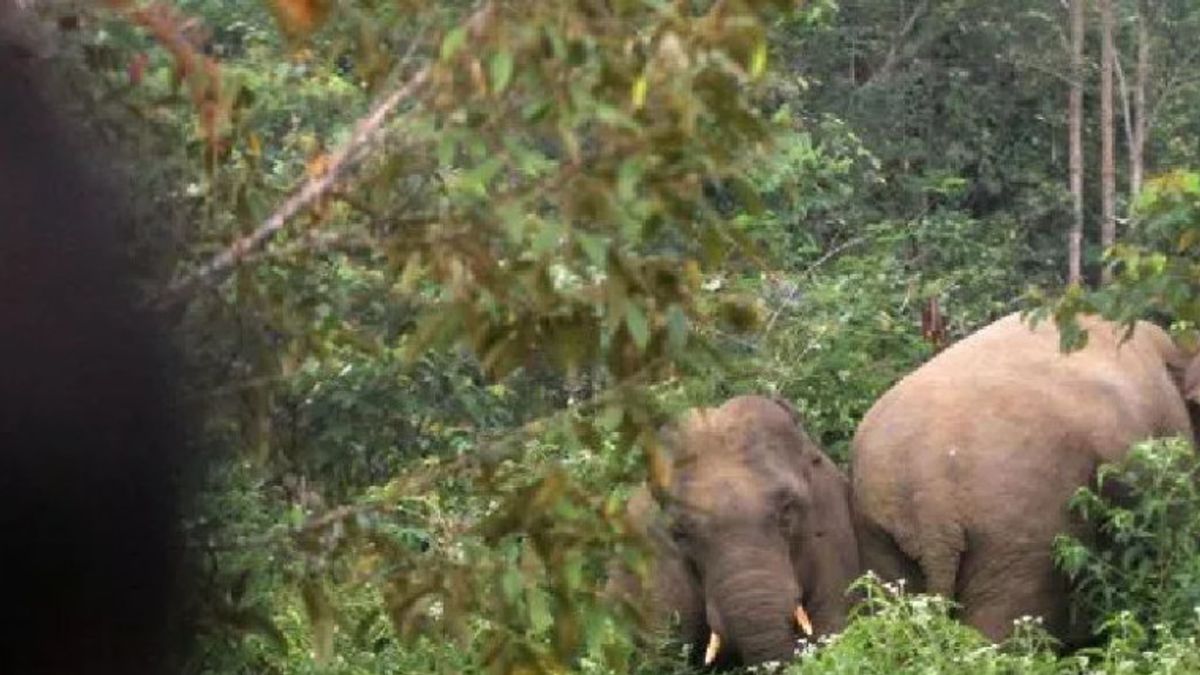 Gajah Liar Kembali Masuk ke Permukiman Warga di Aceh Jaya
