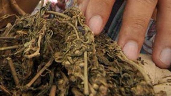 Bandar Ganja à Depok a été arrêté par la police métropolitaine avec 6,2 kg de preuves