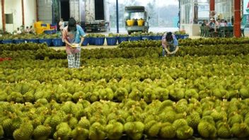 10 Thousand Durian Musang King Trees Spread By Sigo Regency Government To Kulawi Raya
