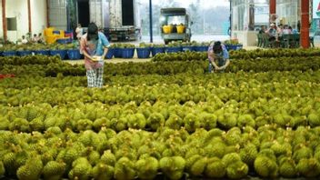 10 000 arbres de Durian Musang King ont été distribués par le gouvernement de la régence de Sigo à Kulawi Raya