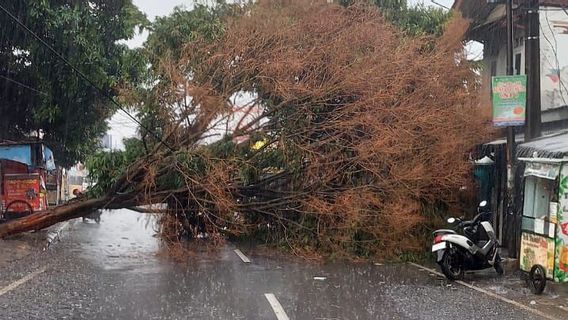 Un grand arbre tombé à Puri Beta, accès à la route Tangerang-Jakarta coupée