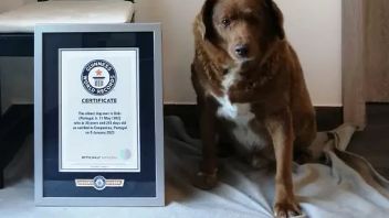 The Dog Ras Bigiro Do Alentejo Is 30 Years And 226 Days Old And Recorded At Guinness World Records
