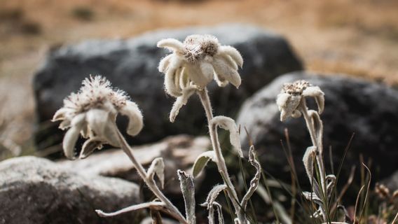 Cannot Be Picked, The Edelweiss Flower Is A Symbol Of Eternity That Needs To Be Preserved