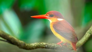 Indonesia Tambah 30 Spesies Burung Baru, Bukti Kekayaan Hayati Nusantara
