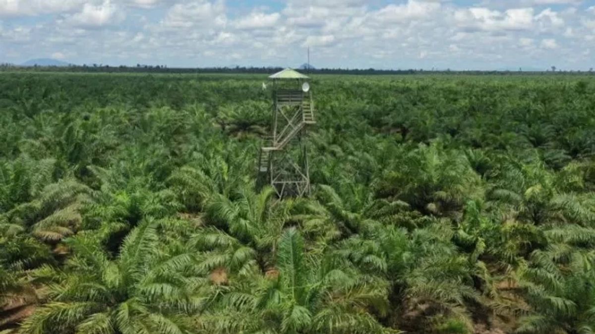 The Ministry Of Environment And Forestry Invites The Regional Government To Report If You Find A Damaged Palm Oil Company And Increase Forests