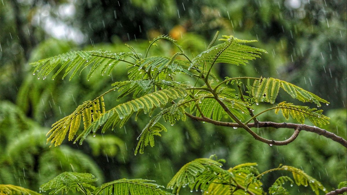 BMKG: Ramalan Cuaca Bali Hari Ini Senin 17 Januari Berpotensi Hujan Ringan-Sedang 