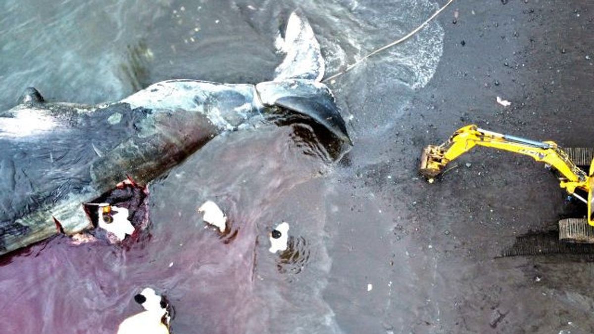 博物館での保存要請なし、大阪湾のマッコウクジラの死骸がついに溺死