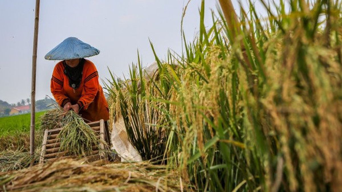 Ombudsman: Tanpa Impor Beras pun Kehidupan Petani Memang Masih Jauh dari Sejahtera, Penghasilan Cuma Rp150 Ribu per Bulan
