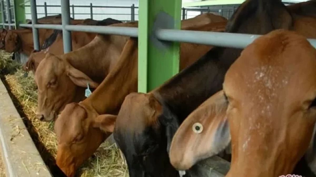 مخزون من الماشية يبلغ 1.2 مليون رأس ، خفيفة يضمن ما يكفي للتضحية في جاوة الشرقية