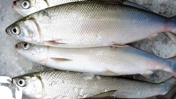 Alasan Ikan Bandeng Jadi Hidangan Imlek: Makna, Filosofi, dan Tradisi yang Mengakar