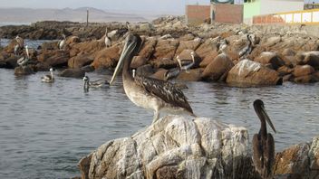 انتشار فيروس H5N1 ونفوق عشرات الآلاف من الطيور ونفوق مئات أسود البحر في المناطق المحمية في بيرو