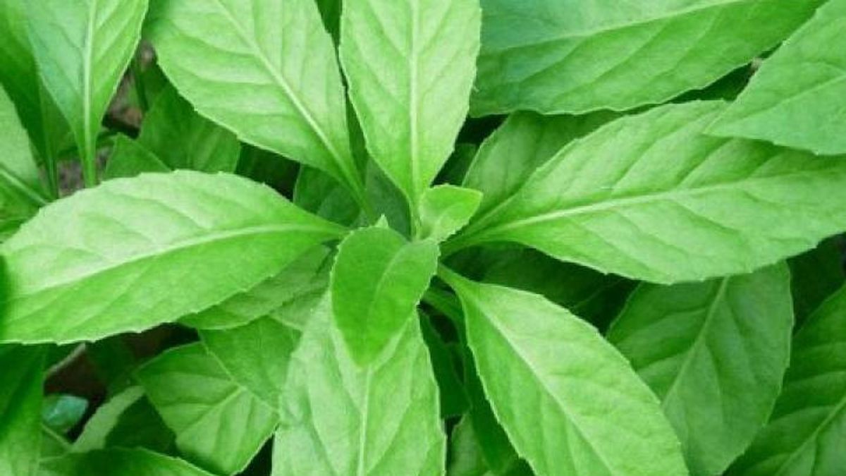 认识到生命连接作物及其特性