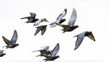 Kasus Pertama Flu Burung H5N5 Menular ke Manusia Terdeteksi di Washington