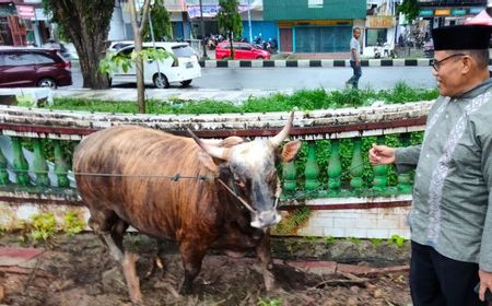 Tiap Iduladha Kurban di Sorong, Sapi Sumbangan Presiden Jokowi Kali Ini Beratnya 1,40 Ton