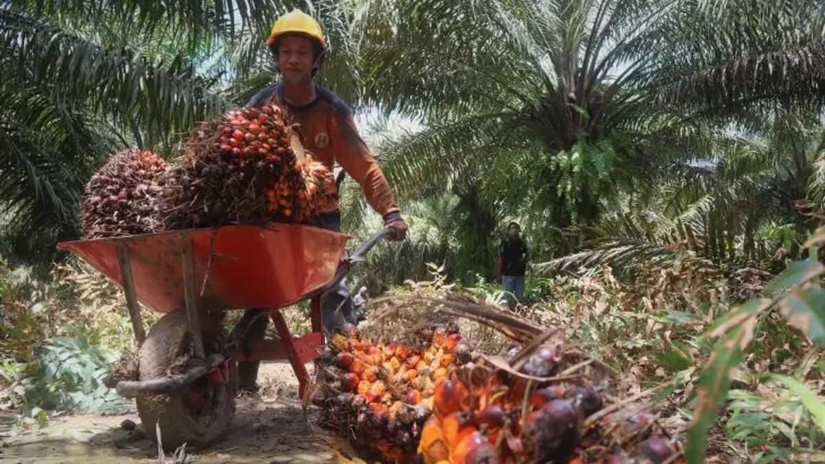 Palm Oil Conflict In Central Mamuju Eating Mental Victims, Regency Government Forms For The Task Force To Find Solutions
