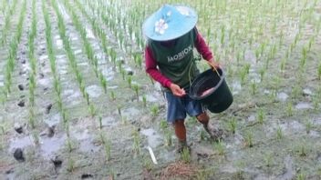 Lebak Regency Guarantees Abundant Subsidized Fertilizer Supplies 