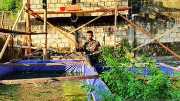 Déchets De Cuisine Formulés, Terres Vacantes Utilisées, Personnel De La TNI Culture Réussie Du Poisson-chat Dans Le District D’Abepura En Papouasie