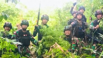 Indonesian Pamtas Task Force-PNG Infantry Battalion 126/KC Finds Cannabis Fields In Keerom Papua