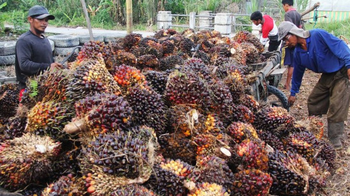 Avoid Energy Crisis As Impact Of Russia-Ukraine Conflict, Expert Urges Indonesia To Immediately Convert Palm Oil Into Fuel