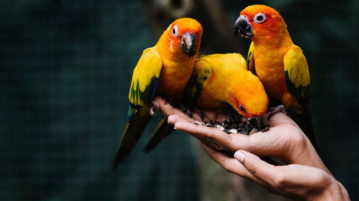 6 Types Of Pet Birds That Are Easy To Care For