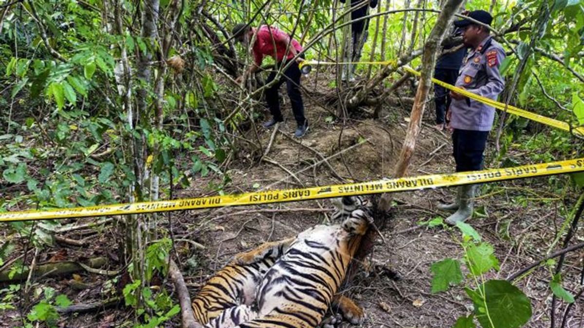 2 スマトラトラのトラが東アチェの罠で死亡、LSGKは警察に加害者を逮捕するよう促す