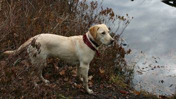 Research Says Dogs Are Able To Check Out Hazardous Invasive Fish Species