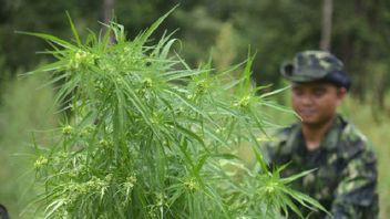 DPR Aceh Proposes Qanun To Legalize Medical Marijuana To Enter Prolegda 2023