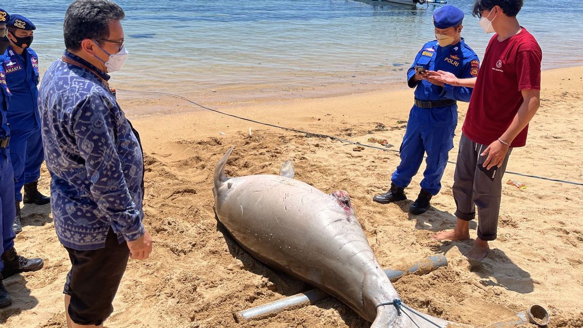 Dugong Mati Terdampar di Pantai Sanur