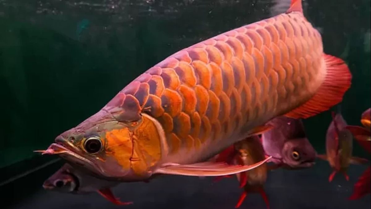 Arowana Fish Procurement Corruption Case Of IDR 1.1 Billion In Kapuas Hulu Will Soon Be Tried