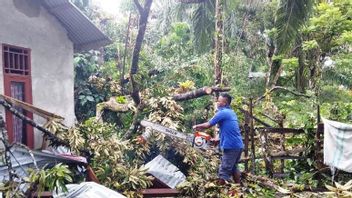 Due To Strong Winds, One Tree Falls And Hits Residents' Houses In Aceh