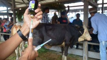 FMD Virus Has Entered All Regencies And Cities In East Java And Central Java