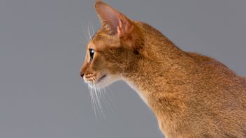 Fungsi Kumis pada Kucing, Apa Saja? Selain Sebagai Sensor, Ini Penjelasan Lengkapnya