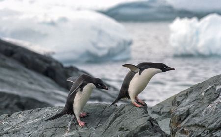 Ilmuwan Selidiki Dugaan Flu Burung Sebabkan Kematian Ribuan Penguin di Antartika